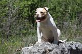 BOULEDOGUE AMERICAIN 031